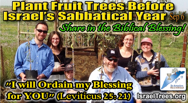 images banners 2021 08 israel trees 618