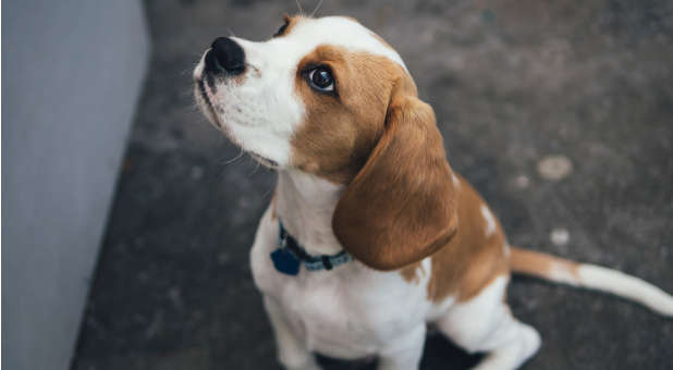 2021 10 CBN Beagle puppy