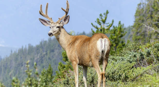 2021 11 deer buck