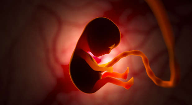 2021 12 Fetus womb