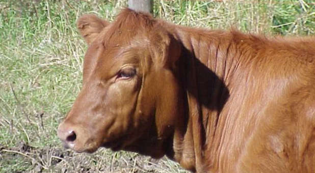 Adult red heifer.