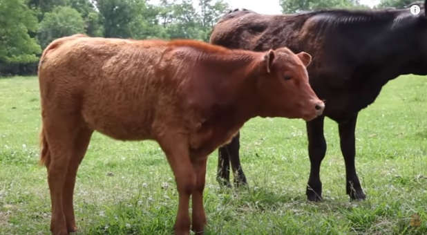 Red heifer calf.