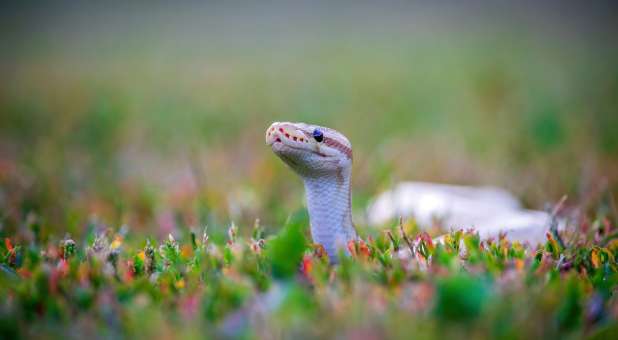 Snake in the grass lifting its head.