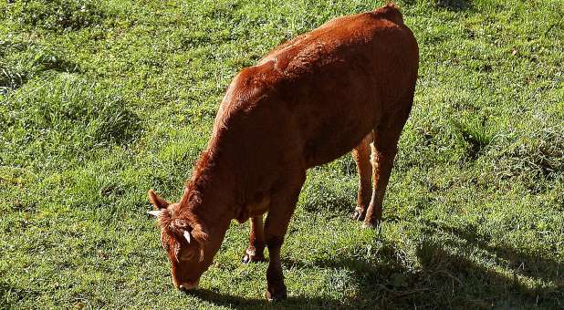 red heifer eating grass