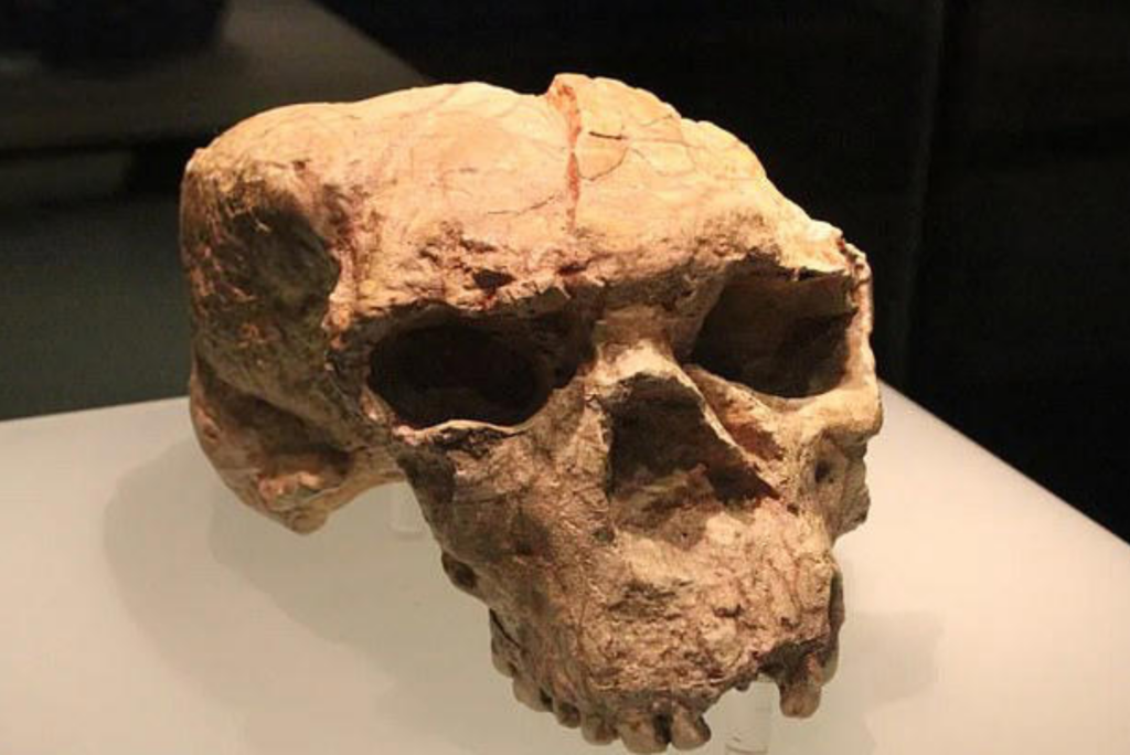Has a Million-Year-Old Skull Been Uncovered?